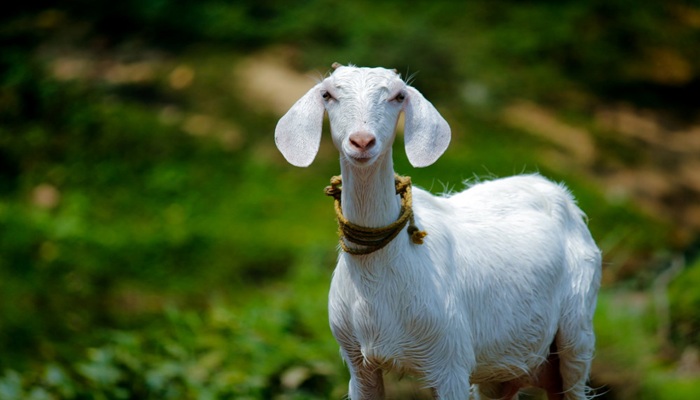 Bolehkah Kurban Satu Kambing untuk Satu Keluarga? Ini Penjelasan Lengkap Sesuai Syariat