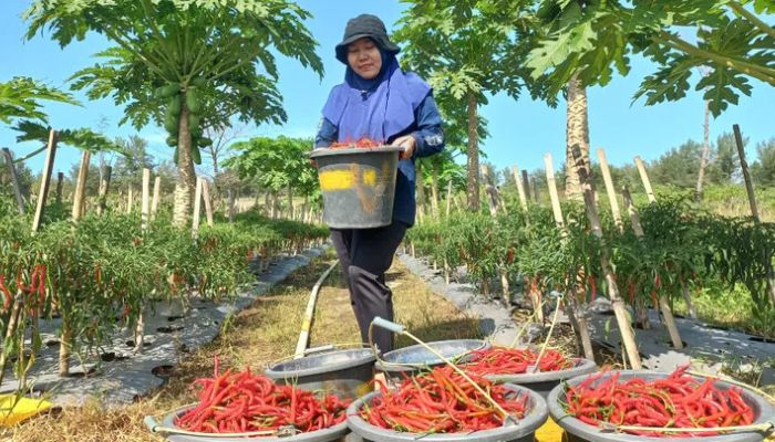 Petani Cabai Kebumen Berharap Harga Naik Demi Tutupi Biaya Produksi Jelang Idul Adha 2025