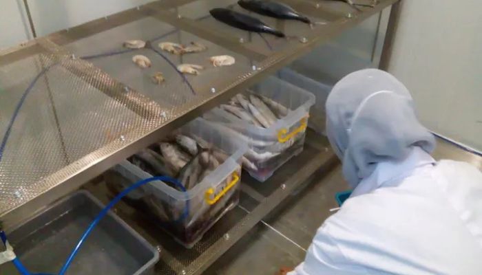 Prof. Dr. Drs. Muhammad Nur Undip Kembangkan Teknologi Ozon untuk Jaga Kesegaran Ikan Lebih Lama