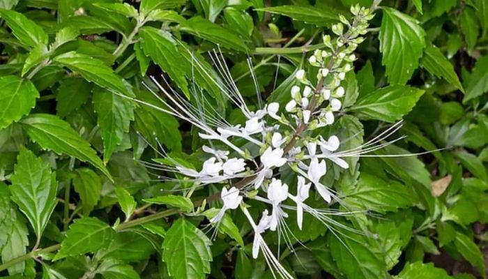 Ramuan Herbal Ampuh Atasi Asam Urat dan Penyakit Kronis Secara Alami, Aman Dikonsumsi Rutin