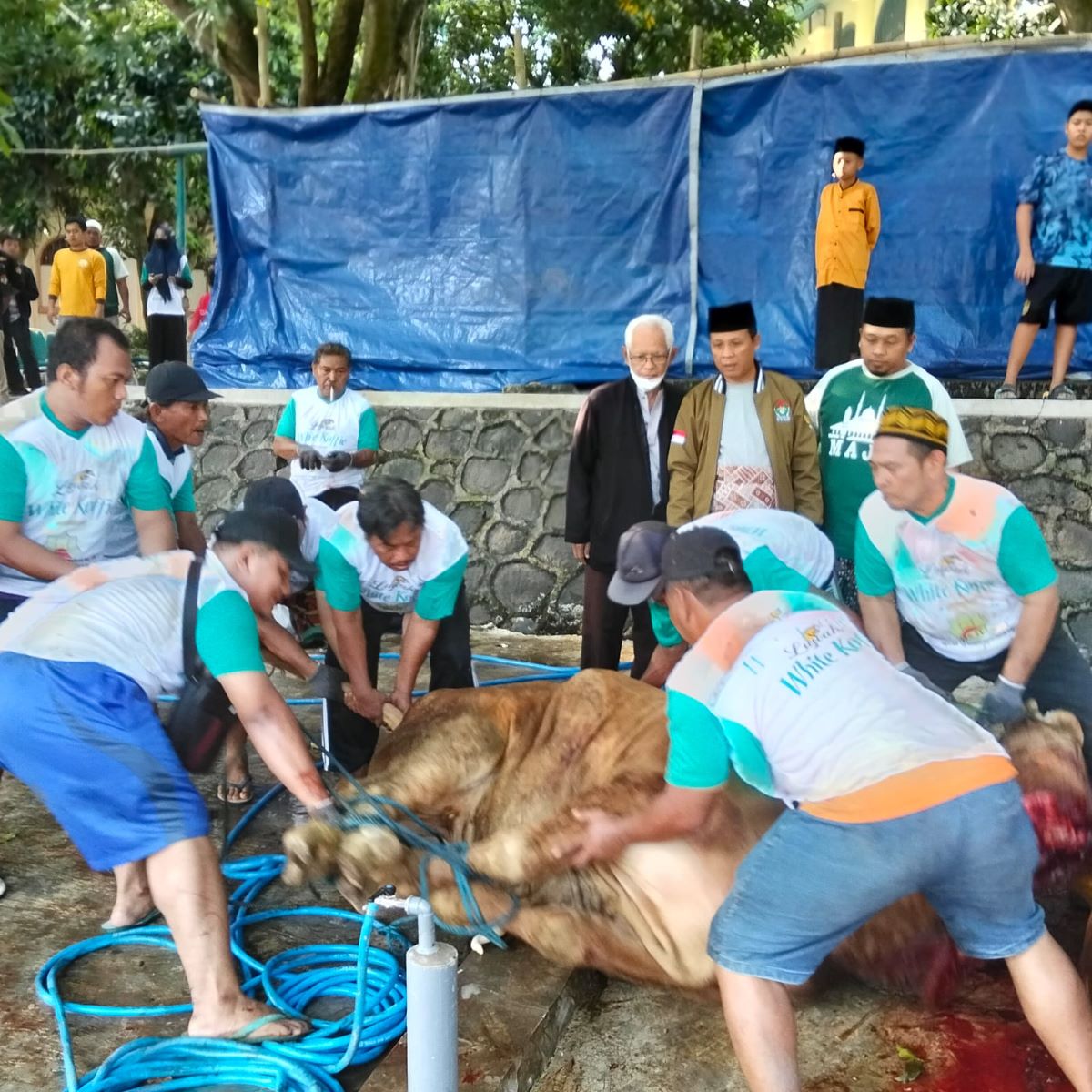 MAJT Semarang Sembelih 14 Sapi dan 31 Kambing