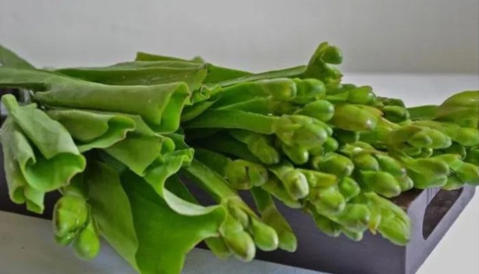 Lengkap! Khasiat dan Nutrisi Sayur Genjer untuk Kesehatan Tubuh