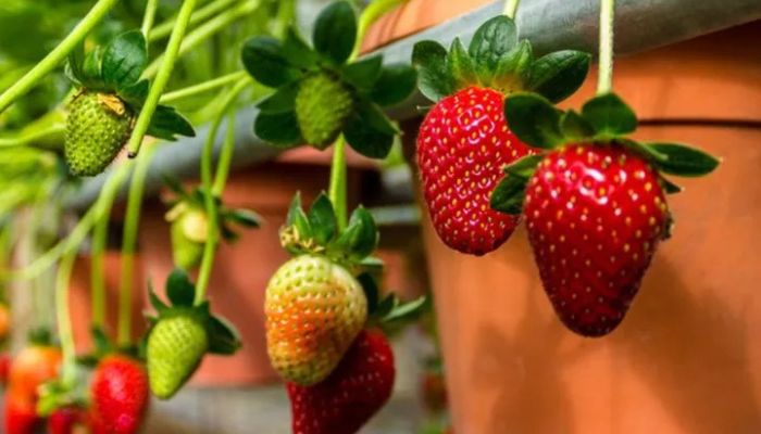 Cara Menanam Stroberi di Pot Gantung yang Praktis