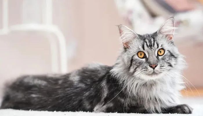Tragedi Penjarahan: 20 Kucing Uya Kuya Hilang, Maine Coon Mewah Milik Eko Patrio Berhasil Diselamatkan