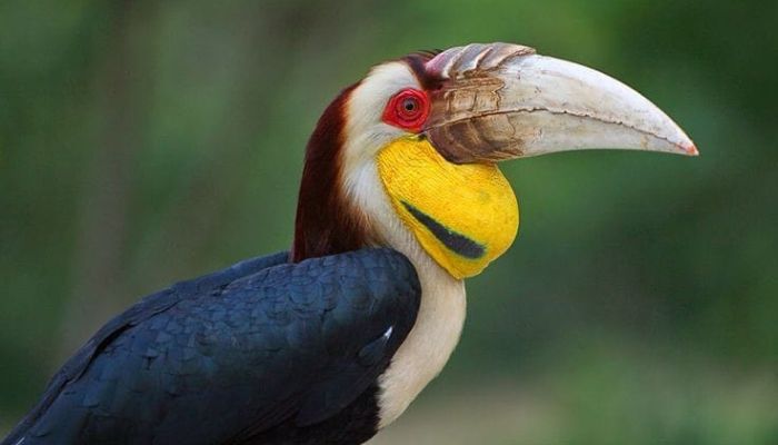 Terbang Tinggi di Atas Hutan: Inilah Habitat Rahasia Julang Emas yang Kian Terhimpit!