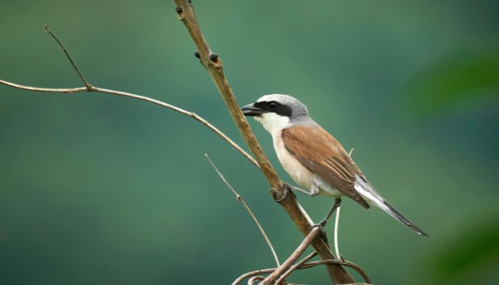 Burung Sepah