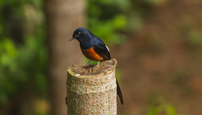 Burung Kuniran: Si Kecil yang Bersuara Ramai, Penjaga Sunyi Pedesaan!