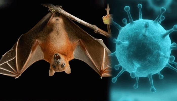Virus Nipah Jadi Sorotan, Masyarakat Diminta Waspada Ancaman Penyakit Zoonosis